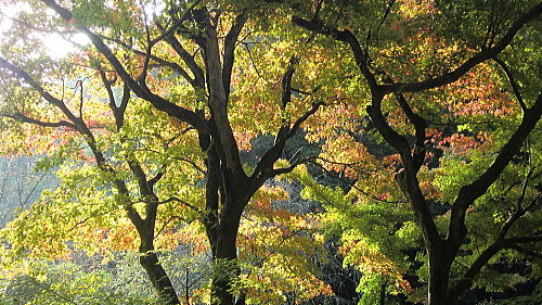 足羽神社 紅葉だより 福井県福井市 足羽神社 紅葉だより 福井県福井市